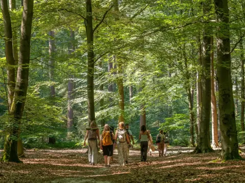 Groep op de rug in zon in bos