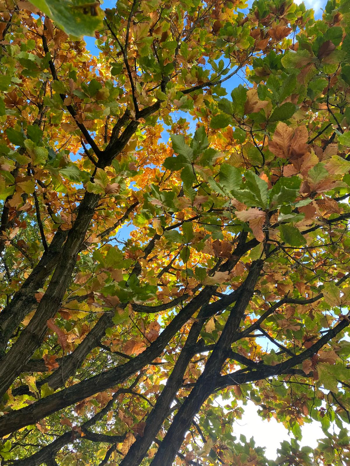HerfstversieVerwendag